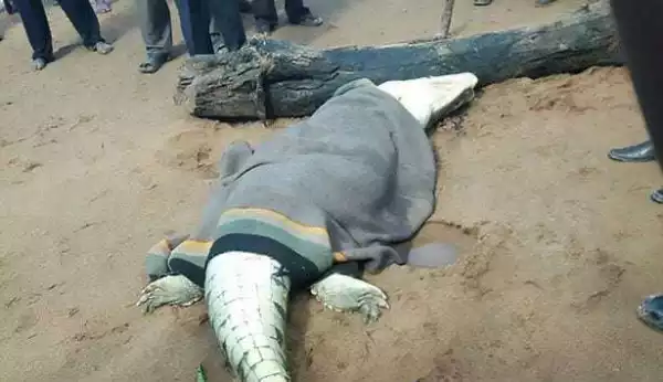 Photos & Video: Villagers Cut Open Huge Crocodile To Find Young Boy Inside (Graphic)